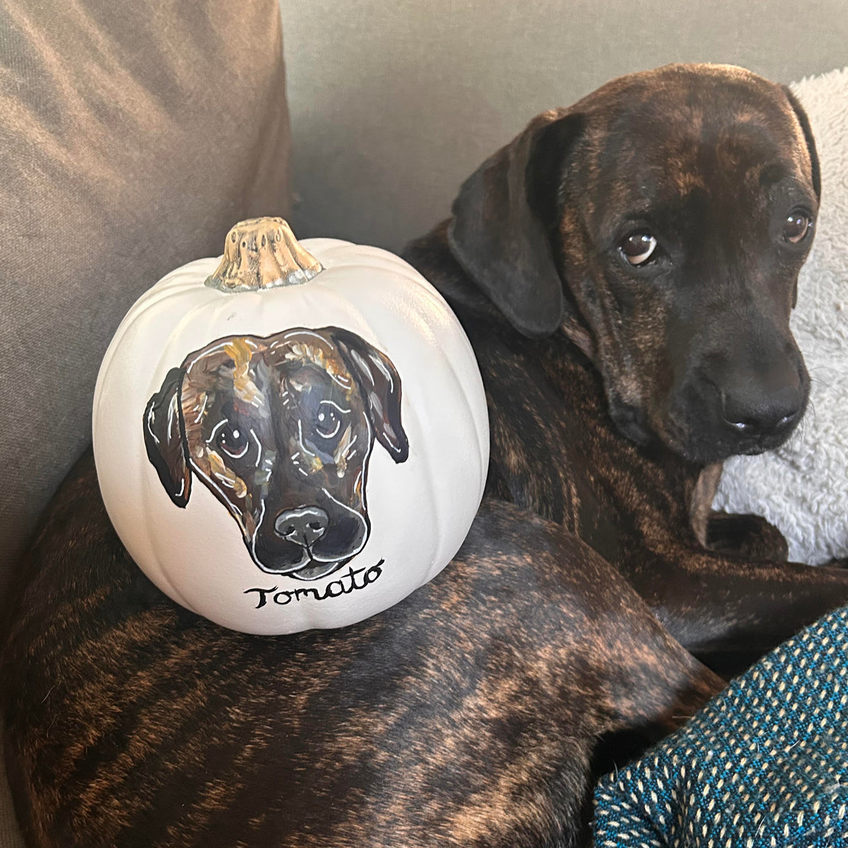 Put your Pet on a Pumpkin!